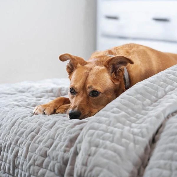 ChiliSleep ChiliBLANKET 18 ChiliSleep ChiliBLANKET